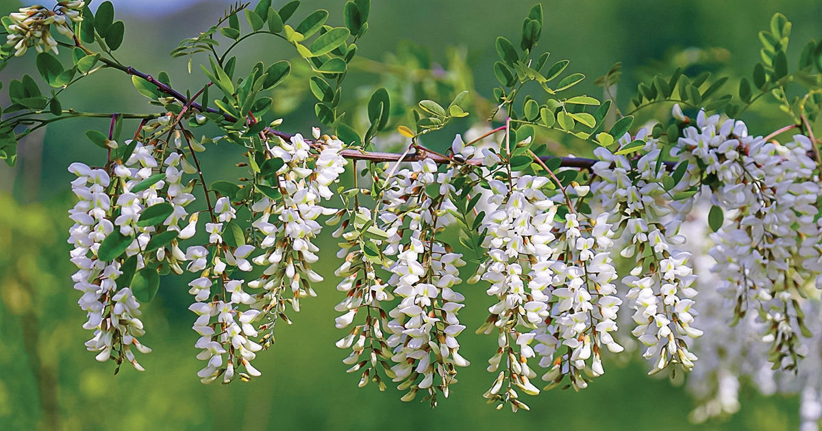 Behurcolt növények